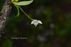 Dendrobium nanum